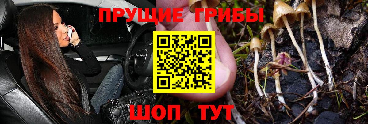 Туапсе  Галлюциногенные грибы Cubensis  Вход с VPN 